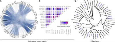 Pangenome Analysis of the Soilborne Fungal Phytopathogen Rhizoctonia solani and Development of a Comprehensive Web Resource: RsolaniDB